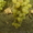 саженцы винограда столового - Изображение #3, Объявление #1087574