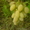 саженцы винограда столового - Изображение #4, Объявление #1087574