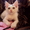 Беленький котёнок в дар - Изображение #3, Объявление #1128855
