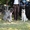 Хендлинг собак в Бресте - Изображение #1, Объявление #1209857