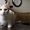 Кот в дар. Лексус - Изображение #2, Объявление #1300243