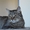 Кассандра . Кошка в дар, Брест - Изображение #4, Объявление #1304140
