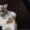 Кот в дар. Лексус - Изображение #1, Объявление #1300243