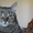 Кассандра . Кошка в дар, Брест - Изображение #7, Объявление #1304140