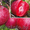  Яблони красномякотные  - Изображение #5, Объявление #1341386