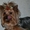 Очаровательный щенок йоркшиоского терьера - Изображение #4, Объявление #1357760