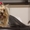 Очаровательный щенок йоркшиоского терьера - Изображение #3, Объявление #1357760