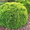 Эустома  и хризантема  оптом от производителя - Изображение #3, Объявление #1471522