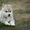 Шикарные щенки Сибирских Хаски - Изображение #2, Объявление #1488905