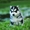 Шикарные щенки Сибирских Хаски - Изображение #4, Объявление #1488905
