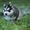 Шикарные щенки Сибирских Хаски - Изображение #6, Объявление #1488905