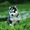 Шикарные щенки Сибирских Хаски - Изображение #7, Объявление #1488905