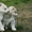 Шикарные щенки Сибирских Хаски - Изображение #8, Объявление #1488905