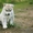 Шикарные щенки Сибирских Хаски - Изображение #10, Объявление #1488905