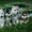 Шикарные щенки Сибирских Хаски - Изображение #11, Объявление #1488905