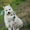 Шикарные щенки Сибирских Хаски - Изображение #12, Объявление #1488905