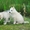Сибирские Хаски щенки,  от питомника #1488906