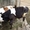 КРС ОПТОМ от 10 голов Быков Коров Телят Лошадей  - Изображение #3, Объявление #1486328