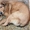Здоровые, привитые и стерилизованные собачки из приюта - Изображение #4, Объявление #1513364