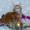 Мейн-кун котенок - Изображение #1, Объявление #1524085