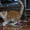 Мейн-кун котенок - Изображение #2, Объявление #1524085