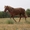 Продаётся конь мерин 2007 гр белорусский упряжной - Изображение #3, Объявление #1550692