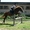 Продаётся конь мерин 2007 гр белорусский упряжной - Изображение #2, Объявление #1550692