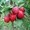 Райские яблони сортовые саженцы - Изображение #2, Объявление #1581960