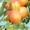 Колоновидные абрикосы, персики, вишни, черешни, сливы, груши, яблони 1 - Изображение #3, Объявление #1581959