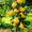 Колоновидные абрикосы, персики, вишни, черешни, сливы, груши, яблони 1 - Изображение #4, Объявление #1581959
