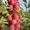 Колоновидные абрикосы, персики, вишни, черешни, сливы, груши, яблони 1 - Изображение #7, Объявление #1581959