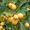 Райские яблони сортовые саженцы - Изображение #3, Объявление #1581960