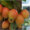 Райские яблони сортовые саженцы - Изображение #4, Объявление #1581960