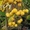 Райские яблони сортовые саженцы - Изображение #9, Объявление #1581960
