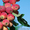 Райские яблони сортовые саженцы - Изображение #5, Объявление #1581960