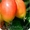 Райские яблони сортовые саженцы - Изображение #7, Объявление #1581960