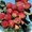 Райские яблони сортовые саженцы - Изображение #8, Объявление #1581960