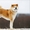 Акита-ину - Собака символа 2018 года - Изображение #1, Объявление #1601012