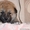 Акита-ину - Собака символа 2018 года - Изображение #3, Объявление #1601012