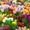 Продам тюльпаны оптом и в розницу - Изображение #1, Объявление #1610149
