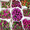Продам тюльпаны оптом и в розницу - Изображение #2, Объявление #1610149