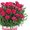 Цветы Тюльпан оптом к 8 марта  - Изображение #4, Объявление #1522765