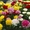 Цветы Тюльпан оптом к 8 марта  - Изображение #2, Объявление #1522765