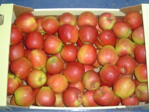 Продаем яблоко из Польши - Изображение #3, Объявление #176722