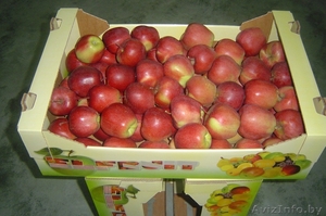 Продаем яблоко из Польши - Изображение #4, Объявление #176722