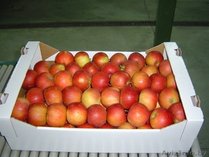 Продаем яблоко из Польши - Изображение #2, Объявление #176722