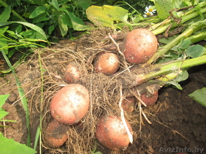 Частное фермерское хозяйство реализует Картофель, Морковь, Капусту  - Изображение #3, Объявление #322943