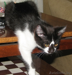 Котята от полуперсидской кошки - Изображение #1, Объявление #349943