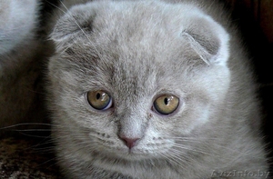 котята британцы и скотиш-фолд - Изображение #2, Объявление #416290