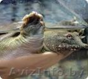 Черепаха трионикс - Изображение #1, Объявление #474112